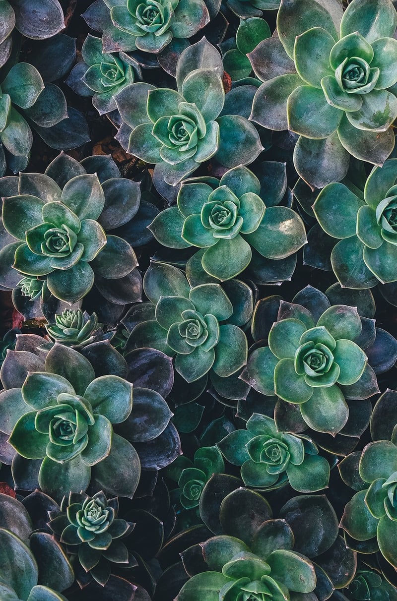 Succulents in Vertical Garden
